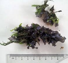 Attēlu rezultāti vaicājumam “Collema”