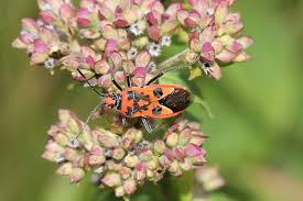 Attēlu rezultāti vaicājumam “Rhopalus maculatus imago”