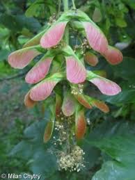 Attēlu rezultāti vaicājumam “Acer pseudoplatanus fo. purpurascens flower”