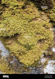 Attēlu rezultāti vaicājumam “Ctenidium molluscum”