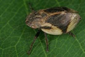 Attēlu rezultāti vaicājumam “Paramesus obtusifrons”