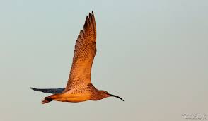 Attēlu rezultāti vaicājumam “Numenius phaeopus adult”