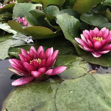 Image result for Nymphaea
  ( Conqueror Hardy Water Lily )