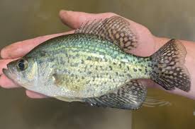 Image result for Pomoxis nigromaculatus