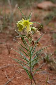 Attēlu rezultāti vaicājumam “Colchicaceae”