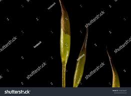 Attēlu rezultāti vaicājumam “Tortula muralis sporophyte”