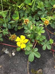 Attēlu rezultāti vaicājumam “Potentilla reptans”