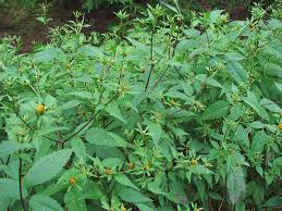 Attēlu rezultāti vaicājumam “Bidens frondosa”