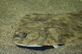 Image result for Platichthys flesus