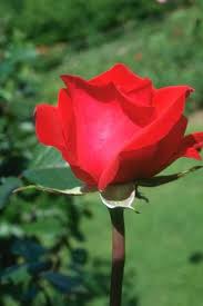 http://t0.gstatic.com/images?q=tbn:ANd9GcRgEg7erkjrRZ5rfl2ze-AfjVB70ufCdI9Jk-3CK14uL0jNy4td&t=1