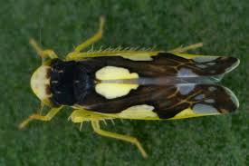 Attēlu rezultāti vaicājumam “Eupteryx vittata”