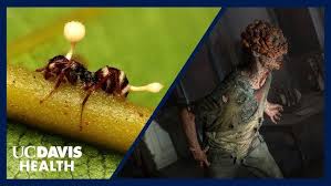 Attēlu rezultāti vaicājumam “Cordyceps”