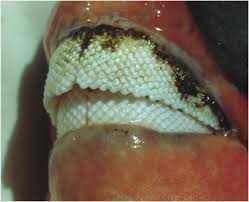 Image result for Diplodus kotschyi