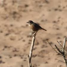 Image result for Phoenicurus moussieri