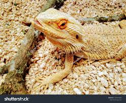 Attēlu rezultāti vaicājumam “Sauria”