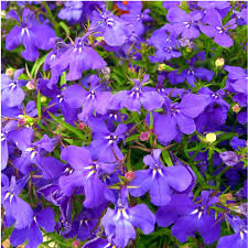 Image result for Männertreu