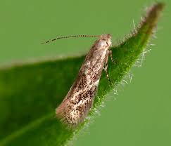 Attēlu rezultāti vaicājumam “Bucculatricidae”