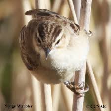 Attēlu rezultāti vaicājumam “Acrocephalus schoenobaenus adult”
