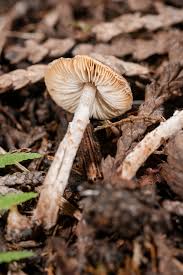 Attēlu rezultāti vaicājumam “Lycogala roseosporum sessile”