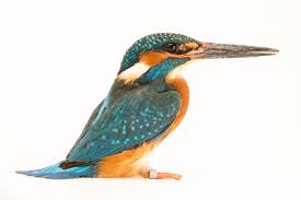 Attēlu rezultāti vaicājumam “Alcedo atthis”