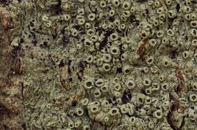 Attēlu rezultāti vaicājumam “Thelotrema lepadinum”