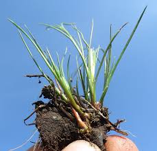 Attēlu rezultāti vaicājumam “Juncus nastanthus”