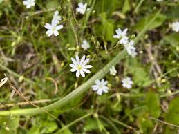 Attēlu rezultāti vaicājumam “Stellaria graminea flower”