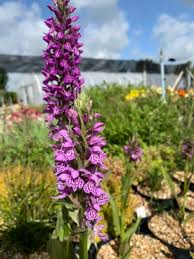 Attēlu rezultāti vaicājumam “Dactylorhiza maculata bud”