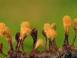 Attēlu rezultāti vaicājumam “Hemitrichia calyculata”