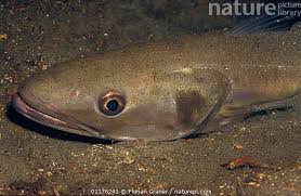 Image result for Merluccius merluccius