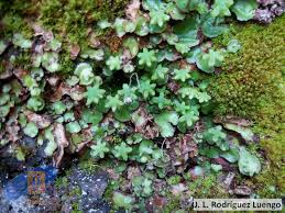 Attēlu rezultāti vaicājumam “Reboulia hemisphaerica”