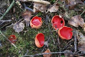 Attēlu rezultāti vaicājumam “Sarcoscypha austriaca”