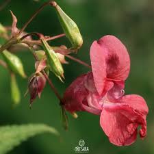 Attēlu rezultāti vaicājumam “Impatiens glandulifera fruit”