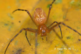 Attēlu rezultāti vaicājumam “Tetragnathidae”