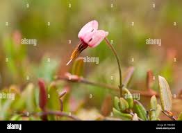Attēlu rezultāti vaicājumam “Oxycoccus flower”