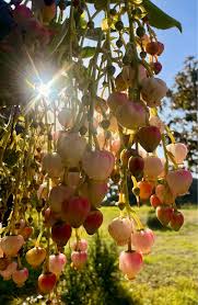 Attēlu rezultāti vaicājumam “Jovibarba globifera fruit”