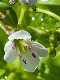 Attēlu rezultāti vaicājumam “Cardamine amara flower”