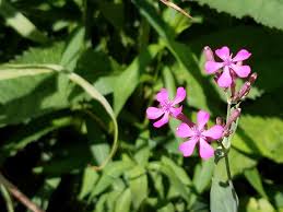 Attēlu rezultāti vaicājumam “Linaria loeselii fruit”