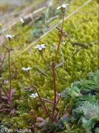 Attēlu rezultāti vaicājumam “Saxifraga tridactylites flower”