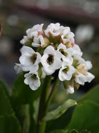 Image result for Bergenie