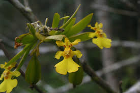 Attēlu rezultāti vaicājumam “Heyderia pusilla”