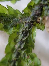 Attēlu rezultāti vaicājumam “Porella platyphylla macro”