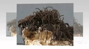 Attēlu rezultāti vaicājumam “Symphytocarpus flaccidus”