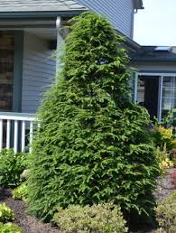 Attēlu rezultāti vaicājumam “Tsuga canadensis”