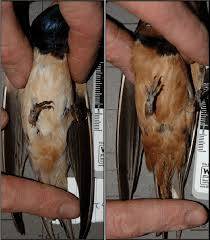 Attēlu rezultāti vaicājumam “Hirundo rustica adult”