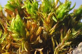 Attēlu rezultāti vaicājumam “Orthotrichum affine var. affine sporophyte”