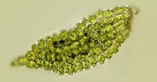 Attēlu rezultāti vaicājumam “Anomodon viticulosus sporophyte”