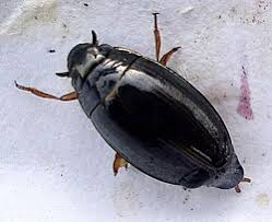 Attēlu rezultāti vaicājumam “Gyrinidae”