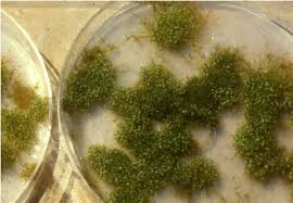 Attēlu rezultāti vaicājumam “Funaria hygrometrica”