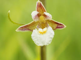 Attēlu rezultāti vaicājumam “Epipactis palustris flower”